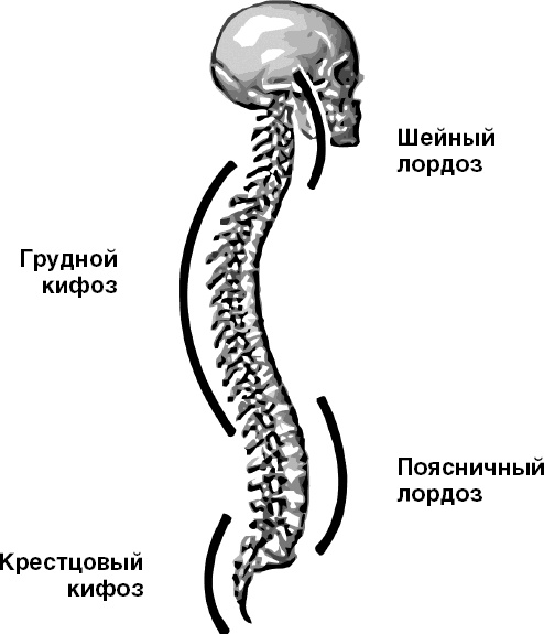 Система Осьмионика. Самомоделирование осанки. Коррекция верхней половины тела Система Осьмионика. Самомоделирование осанки. Коррекция верхней половины тела
