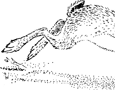 Лесная сказка. С вопросами и ответами для почемучек