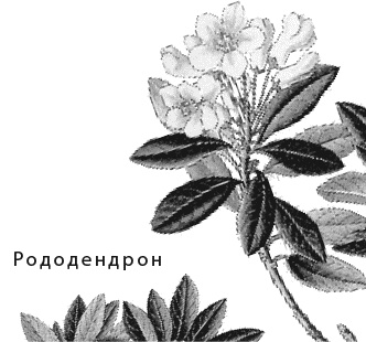 Лесная сказка. С вопросами и ответами для почемучек Лесная сказка. С вопросами и ответами для почемучек