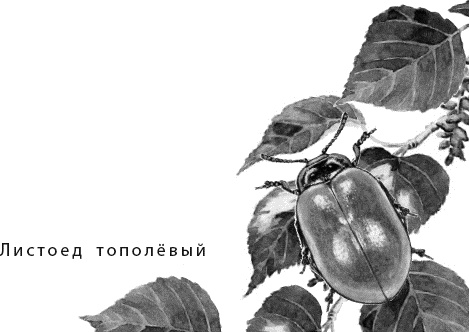 Лесная сказка. С вопросами и ответами для почемучек Лесная сказка. С вопросами и ответами для почемучек