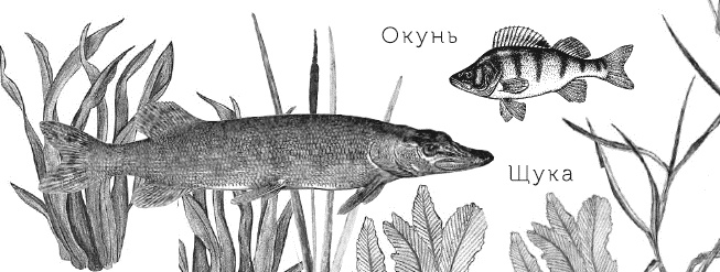 Лесная сказка. С вопросами и ответами для почемучек Лесная сказка. С вопросами и ответами для почемучек