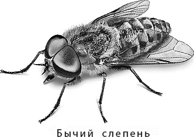 Лесная сказка. С вопросами и ответами для почемучек Лесная сказка. С вопросами и ответами для почемучек