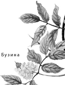 Лесная сказка. С вопросами и ответами для почемучек Лесная сказка. С вопросами и ответами для почемучек
