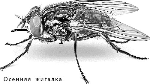 Лесная сказка. С вопросами и ответами для почемучек Лесная сказка. С вопросами и ответами для почемучек