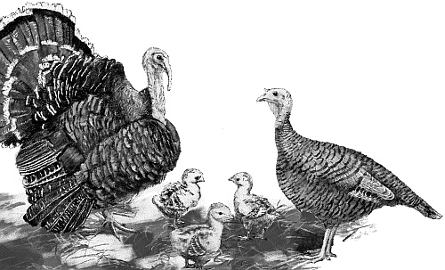 Лесная сказка. С вопросами и ответами для почемучек Лесная сказка. С вопросами и ответами для почемучек