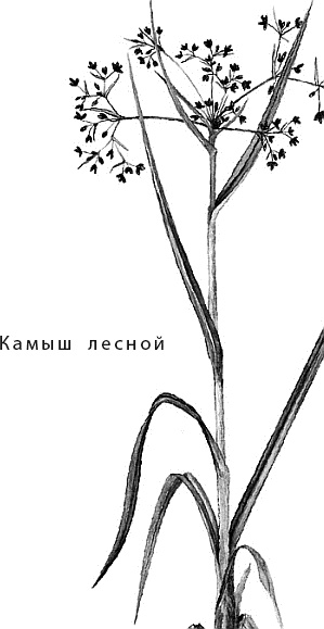 Лесная сказка. С вопросами и ответами для почемучек Лесная сказка. С вопросами и ответами для почемучек