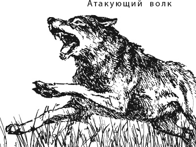 Лесная сказка. С вопросами и ответами для почемучек Лесная сказка. С вопросами и ответами для почемучек