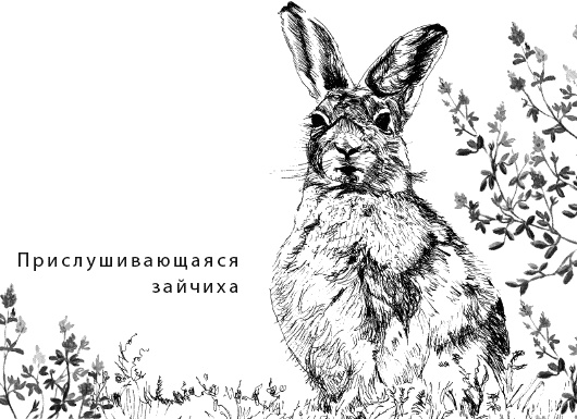Лесная сказка. С вопросами и ответами для почемучек Лесная сказка. С вопросами и ответами для почемучек