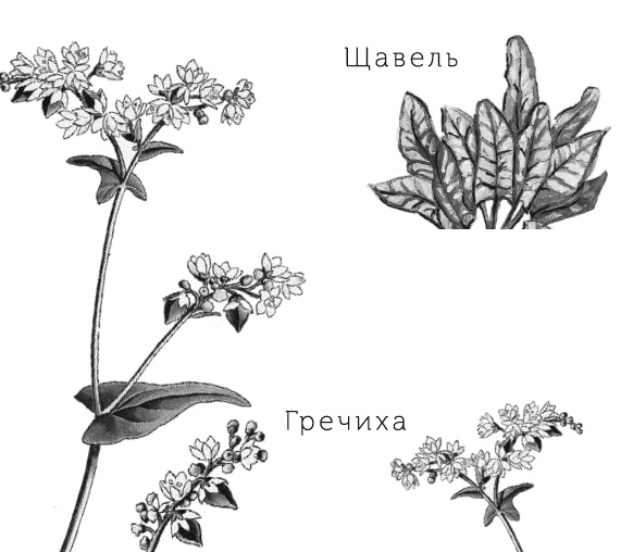 Лесная сказка. С вопросами и ответами для почемучек Лесная сказка. С вопросами и ответами для почемучек