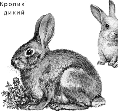 Лесная сказка. С вопросами и ответами для почемучек Лесная сказка. С вопросами и ответами для почемучек
