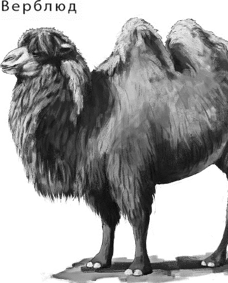 Лесная сказка. С вопросами и ответами для почемучек Лесная сказка. С вопросами и ответами для почемучек