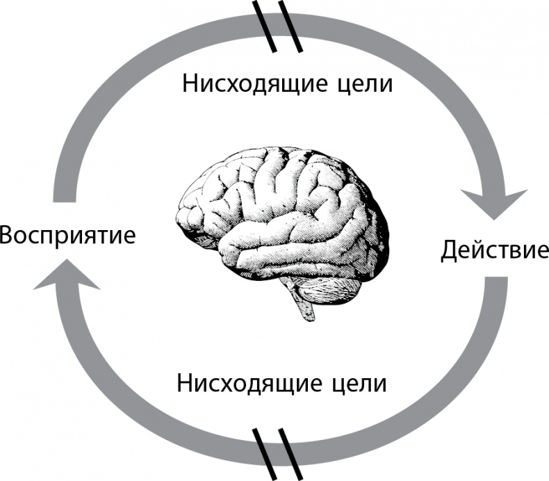 Рассеянный ум. Как нашему древнему мозгу выжить в мире новейших цифровых технологий Рассеянный ум. Как нашему древнему мозгу выжить в мире новейших цифровых технологий