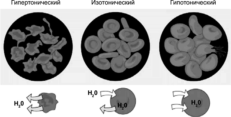 FreshLife28. Как начать новую жизнь в понедельник и не бросить во вторник FreshLife28. Как начать новую жизнь в понедельник и не бросить во вторник