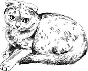 Коты, вернувшие мне улыбку. История о счастье, книгах и всеобщих любимцах Бейкере и Тейлоре Коты, вернувшие мне улыбку. История о счастье, книгах и всеобщих любимцах Бейкере и Тейлоре