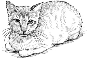 Коты, вернувшие мне улыбку. История о счастье, книгах и всеобщих любимцах Бейкере и Тейлоре Коты, вернувшие мне улыбку. История о счастье, книгах и всеобщих любимцах Бейкере и Тейлоре