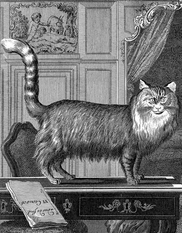 Таинственный мир кошек. Мифология, история и наука о сверхъестественных способностях самого независимого домашнего питомца Таинственный мир кошек. Мифология, история и наука о сверхъестественных способностях самого независимого домашнего питомца