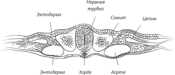 Невероятная случайность бытия. Эволюция и рождение человека Невероятная случайность бытия. Эволюция и рождение человека