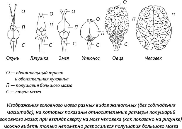 Невероятная случайность бытия. Эволюция и рождение человека Невероятная случайность бытия. Эволюция и рождение человека