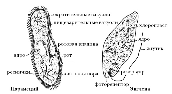 О чем думают растения О чем думают растения