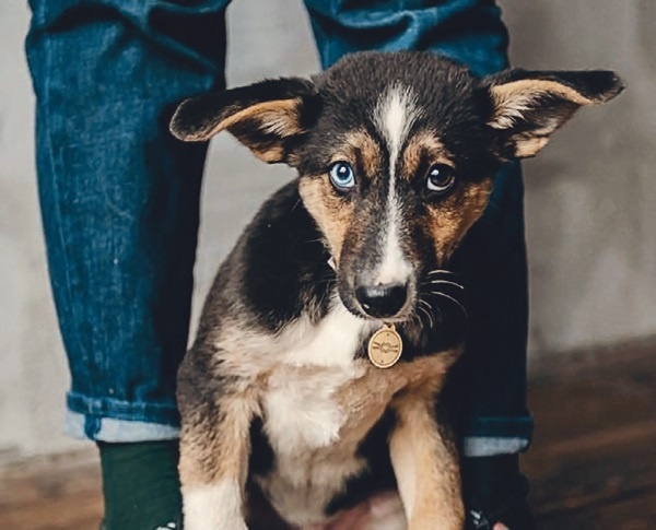 Я нашла вам собаку Я нашла вам собаку