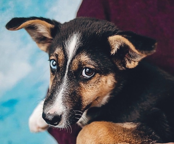 Я нашла вам собаку Я нашла вам собаку