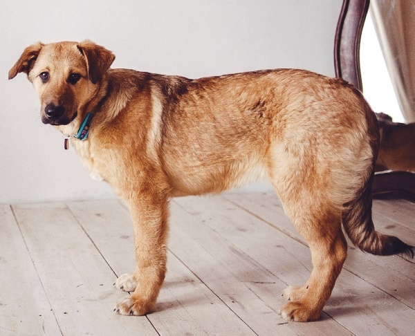 Я нашла вам собаку Я нашла вам собаку