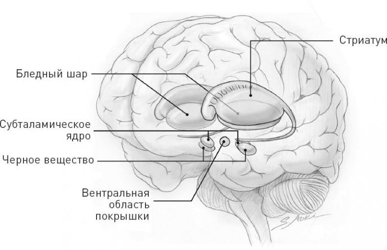 Голодный мозг. Как перехитрить инстинкты, которые заставляют нас переедать Голодный мозг. Как перехитрить инстинкты, которые заставляют нас переедать