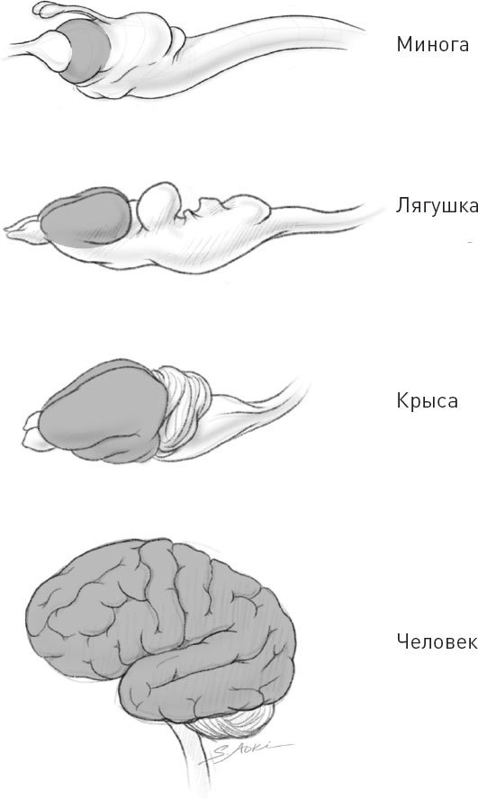 Голодный мозг. Как перехитрить инстинкты, которые заставляют нас переедать Голодный мозг. Как перехитрить инстинкты, которые заставляют нас переедать