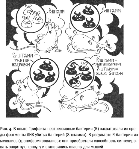 Кривое зеркало жизни. Главные мифы о раке, и что современная наука думает о них Кривое зеркало жизни. Главные мифы о раке, и что современная наука думает о них