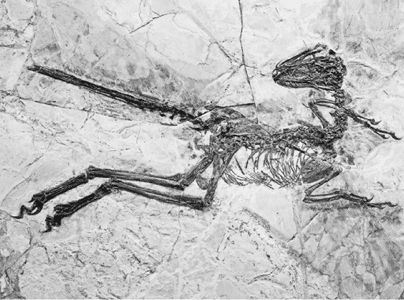 Время динозавров. Новая история древних ящеров Время динозавров. Новая история древних ящеров