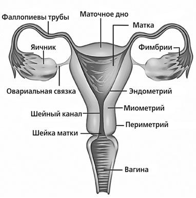 Чисто женская тема! Что должна знать каждая дама о своем здоровье Чисто женская тема! Что должна знать каждая дама о своем здоровье