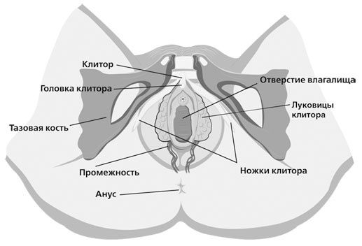 Чисто женская тема! Что должна знать каждая дама о своем здоровье Чисто женская тема! Что должна знать каждая дама о своем здоровье