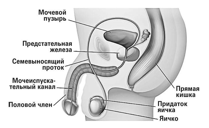 Чисто женская тема! Что должна знать каждая дама о своем здоровье Чисто женская тема! Что должна знать каждая дама о своем здоровье