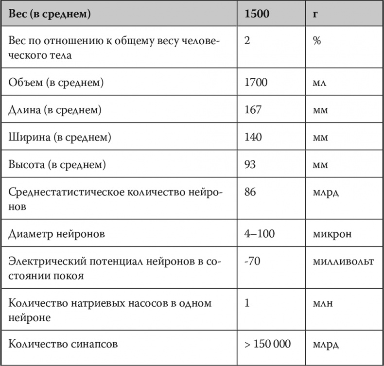 Мозг. Инструкция пользователя Мозг. Инструкция пользователя