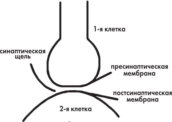 Предрассудки о здоровье. Жить надо с умом и правильно Предрассудки о здоровье. Жить надо с умом и правильно