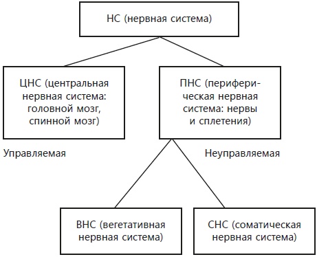 Навязчивые мысли, страхи и ВСД. Как вернуть полноценную жизнь Навязчивые мысли, страхи и ВСД. Как вернуть полноценную жизнь